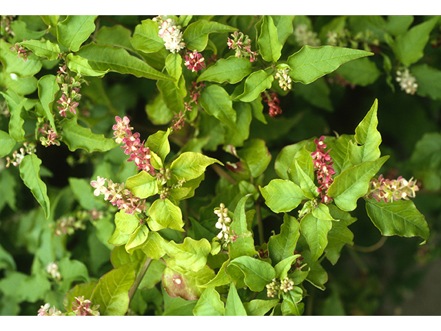 Rivina humilis (Pigeonberry) #68825