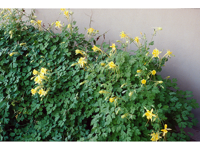 Aquilegia longissima (Longspur columbine) #68875