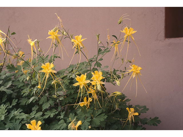 Aquilegia longissima (Longspur columbine) #68876