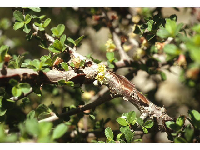 Prunus havardii (Havard's plum) #68893