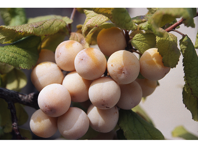 Prunus mexicana (Mexican plum) #68896