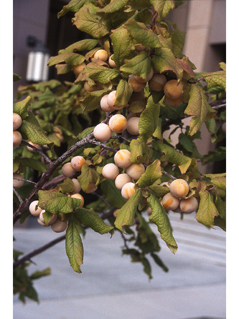 Prunus mexicana (Mexican plum) #68898