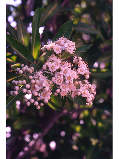 Vauquelinia californica (Arizona rosewood) #68919