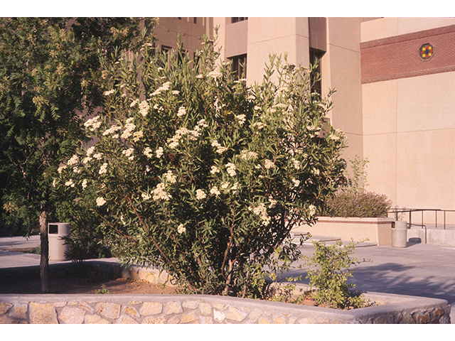 Vauquelinia californica (Arizona rosewood) #68922
