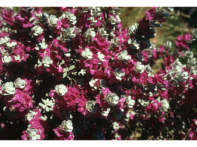 Leucophyllum frutescens (Cenizo) #68949