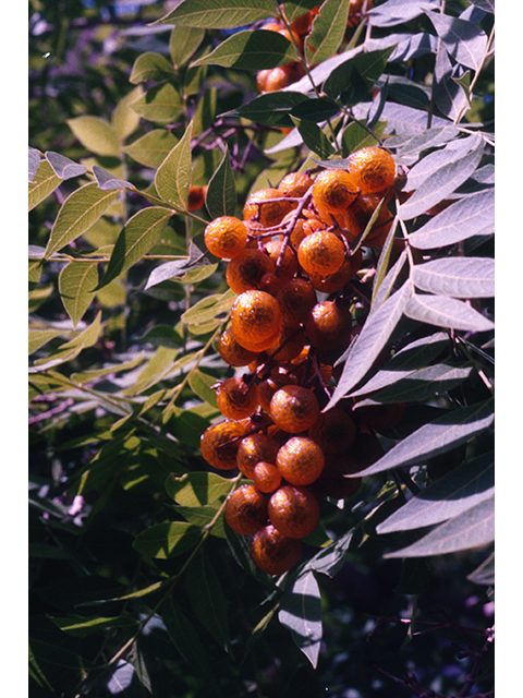 Sapindus saponaria var. drummondii (Western soapberry) #68968
