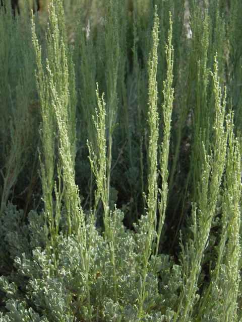 Artemisia nova (Black sagebrush) #77413