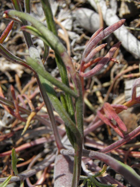 Hymenoxys cooperi (Cooper's rubberweed) #77452