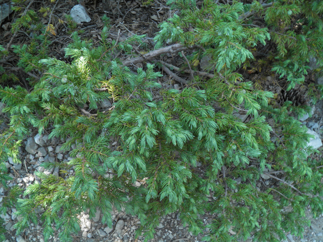 Juniperus communis (Common juniper) #77477