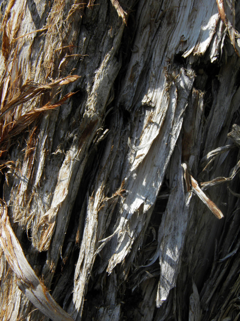 Juniperus osteosperma (Utah juniper) #77482