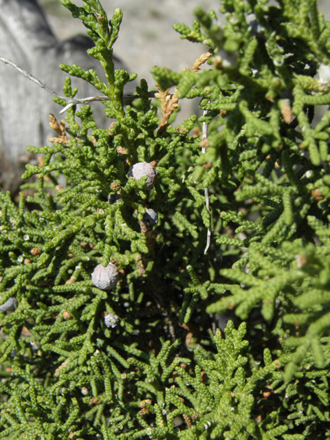 Juniperus osteosperma (Utah juniper) #77483