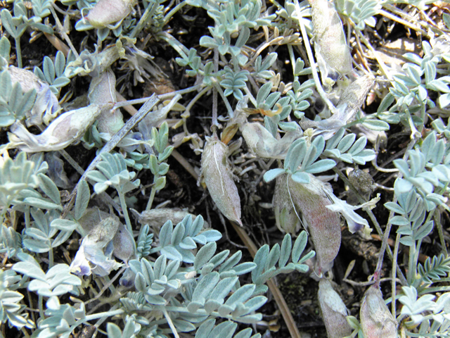 Astragalus uncialis (Currant milkvetch) #77498