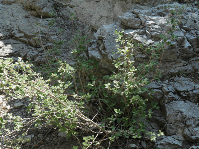 Jamesia americana (Fivepetal cliffbush) #77537