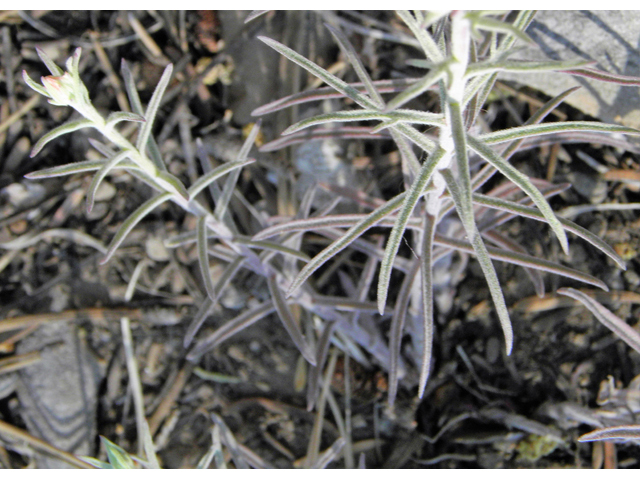Castilleja linariifolia (Wyoming indian paintbrush) #77561