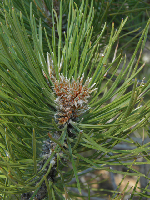 Pinus ponderosa (Ponderosa pine) #77579