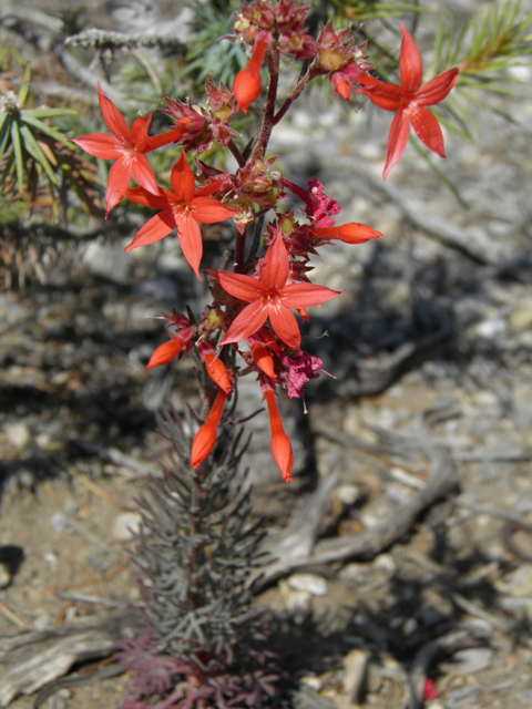 Ipomopsis arizonica (Arizona ipomopsis) #77603
