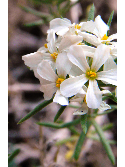 Leptosiphon nuttallii ssp. nuttallii (Nuttall's linanthus) #77613