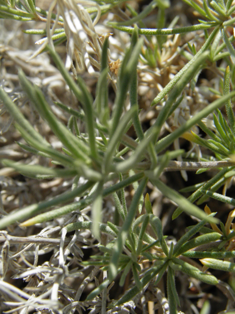 Leptosiphon nuttallii ssp. nuttallii (Nuttall's linanthus) #77615