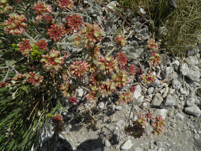 Eriogonum umbellatum var. versicolor (Sulphur-flower buckwheat) #77622