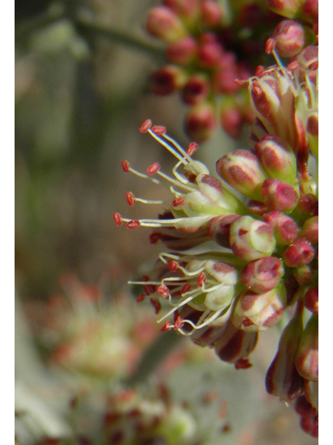 Eriogonum umbellatum var. versicolor (Sulphur-flower buckwheat) #77624