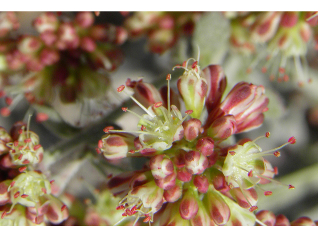 Eriogonum umbellatum var. versicolor (Sulphur-flower buckwheat) #77625