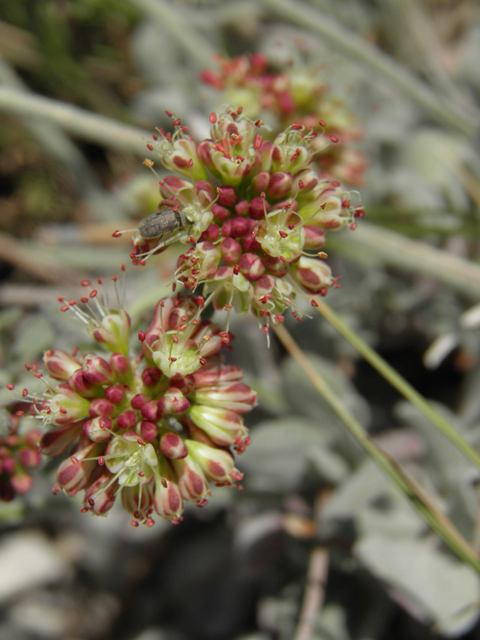 Eriogonum umbellatum var. versicolor (Sulphur-flower buckwheat) #77627
