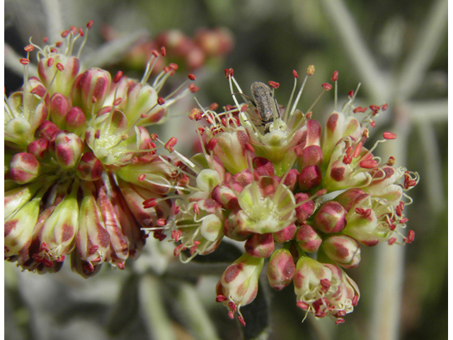 Eriogonum umbellatum var. versicolor (Sulphur-flower buckwheat) #77630