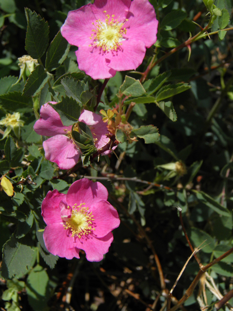 Rosa woodsii var. ultramontana (Woods' rose) #77665