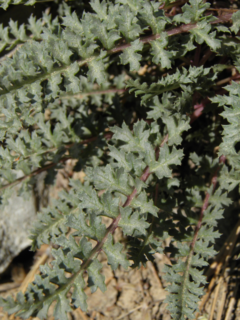 Pedicularis semibarbata var. charlestonensis (Charleston lousewort) #77672