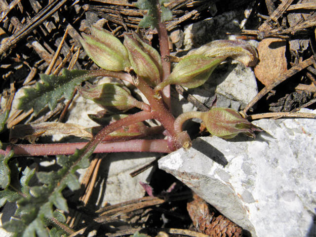 Pedicularis semibarbata var. charlestonensis (Charleston lousewort) #77680