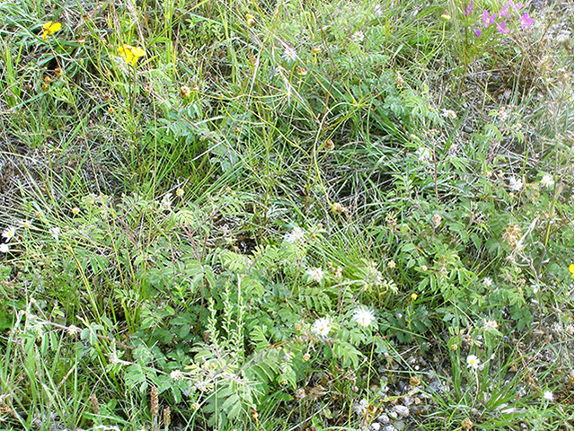 Delphinium viridescens (Wenatchee larkspur) #77764