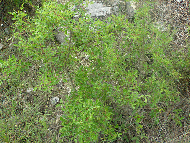 Zanthoxylum hirsutum (Texas hercules' club) #77816
