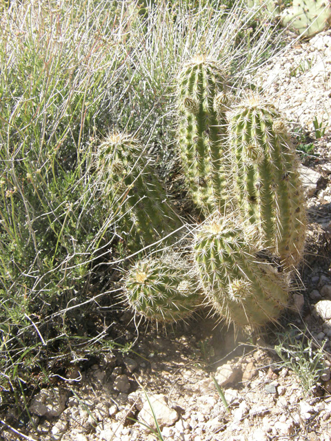 Echinocereus fasciculatus (Pinkflower hedgehog cactus) #77856