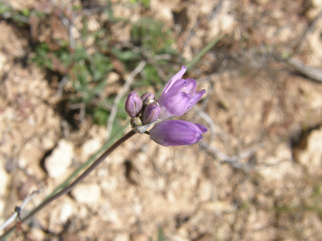 Dichelostemma capitatum ssp. capitatum (Bluedicks) #77903