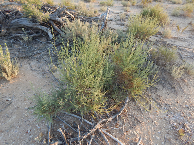 Suaeda suffrutescens var. detonsa (Desert seepweed) #77998