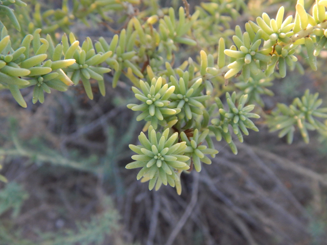 Suaeda suffrutescens var. detonsa (Desert seepweed) #78000