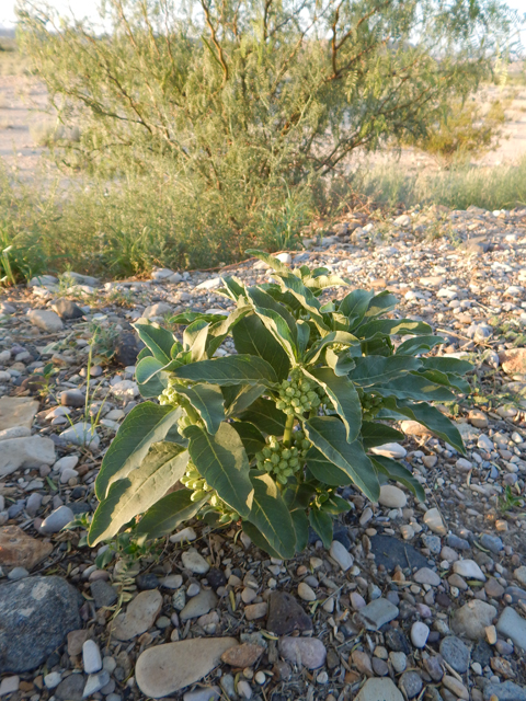 Asclepias oenotheroides (Zizotes milkweed) #78001