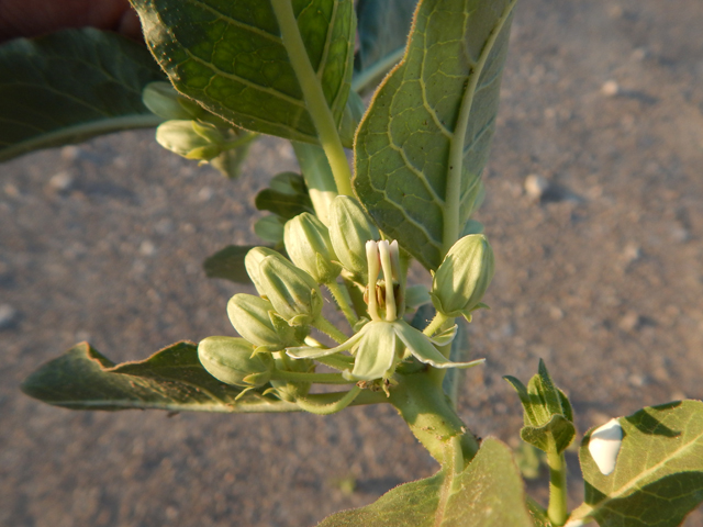 Asclepias oenotheroides (Zizotes milkweed) #78006