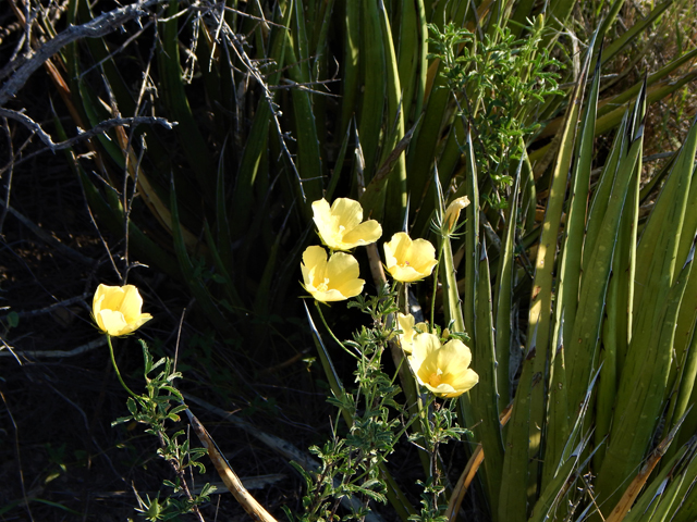Hibiscus coulteri (Desert rosemallow) #78152