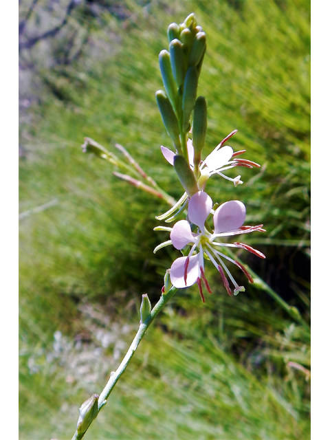 Oenothera suffrutescens (Scarlet beeblossom) #78205