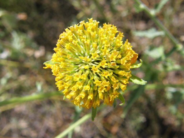 Verbesina encelioides (Cowpen daisy) #78336
