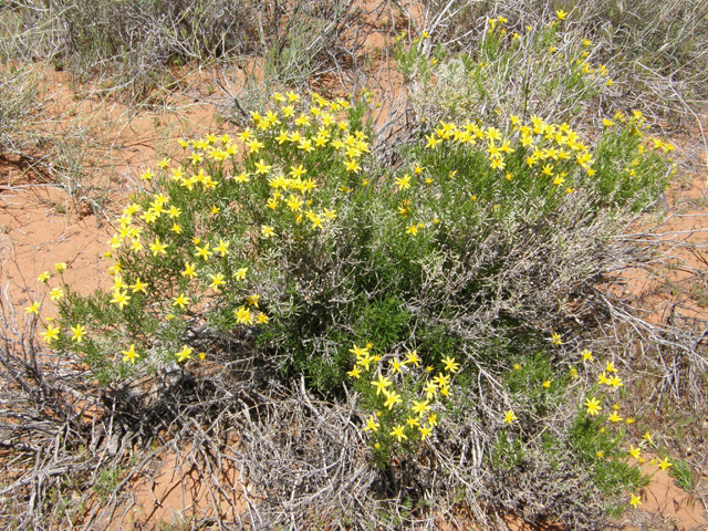 Ericameria linearifolia (Narrowleaf goldenbush) #78391