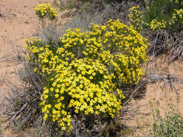 Ericameria linearifolia (Narrowleaf goldenbush) #78393