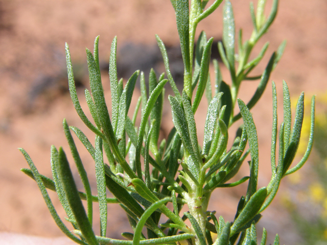 Ericameria linearifolia (Narrowleaf goldenbush) #78400