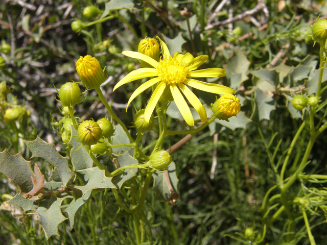 Senecio spartioides (Broomlike ragwort) #78416