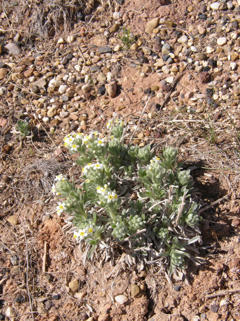Cryptantha flavoculata (Roughseed cryptantha) #78417