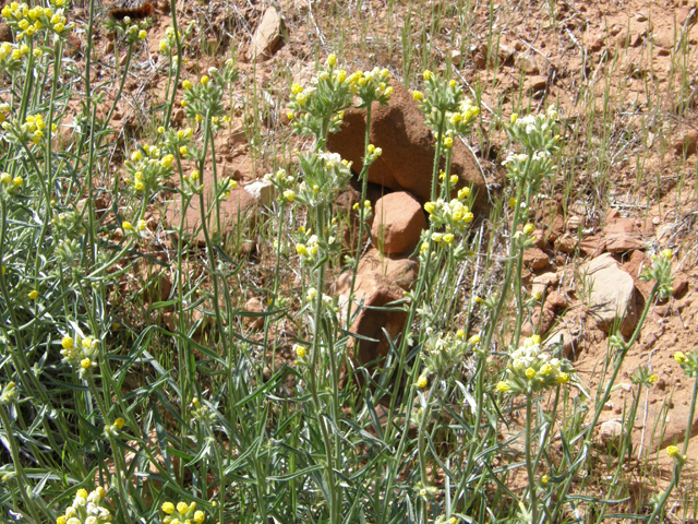 Cryptantha confertiflora (Basin yellow cryptantha) #78425