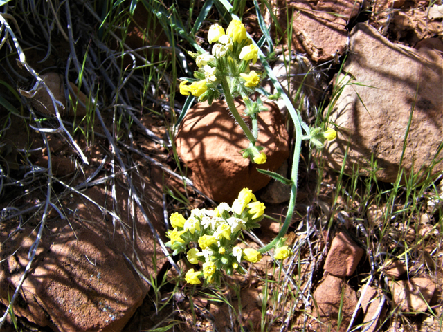 Cryptantha confertiflora (Basin yellow cryptantha) #78426