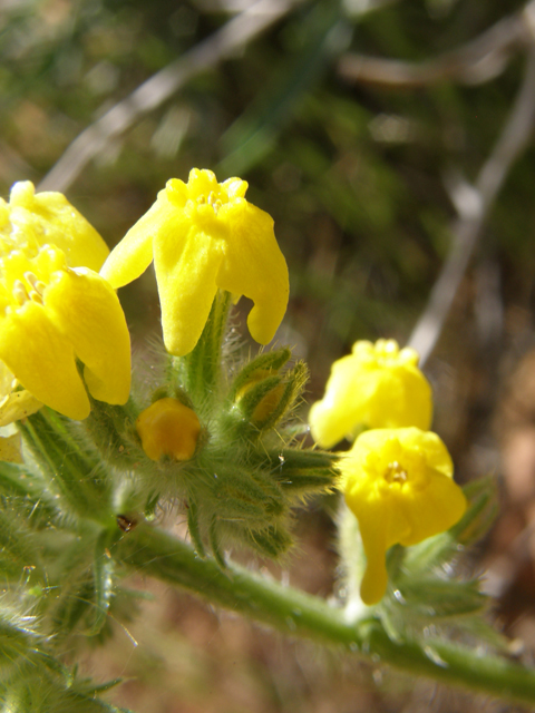 Cryptantha confertiflora (Basin yellow cryptantha) #78428