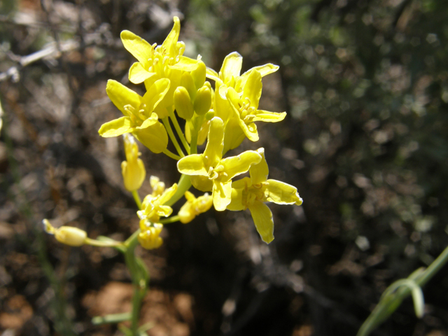 Schoenocrambe linifolia (Flaxleaf plainsmustard) #78452